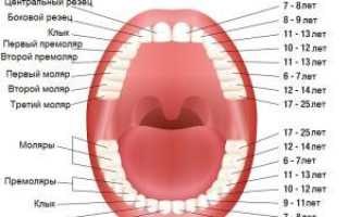 Особенности зубов-резцов: где они расположены в зубном ряду, каково их строение с фото?
