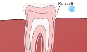 Какие препараты и витамины с кальцием в таблетках лучше для укрепления зубов?