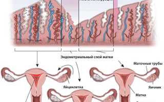 Фазы менструационного цикла у женщин и их характеристика