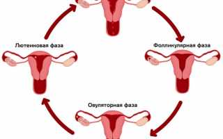 Лютеиновая фаза менструального цикла у женщин