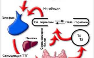 За что отвечает тиреотропный гормон (ТТГ), уровень нормы у человека