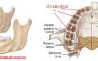 Что такое альвеолярный отросток верхней и нижней челюсти: его строение, назначение, случаи перелома